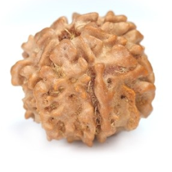 Seven Mukhi Rudraksha 13.80 carat