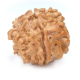 Seven Mukhi Rudraksha 13.80 carat