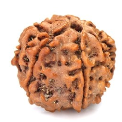 Seven Mukhi Rudraksha 13.30 carat