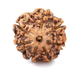 Seven Mukhi Rudraksha 11.70 carat