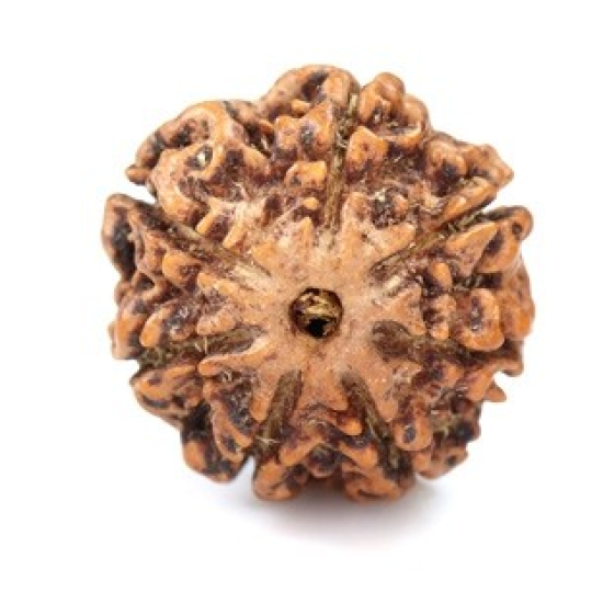 Seven Mukhi Rudraksha 11.70 carat