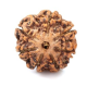 Seven Mukhi Rudraksha 11.70 carat