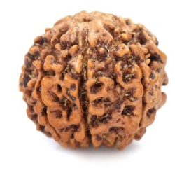 Seven Mukhi Rudraksha 11.70 carat