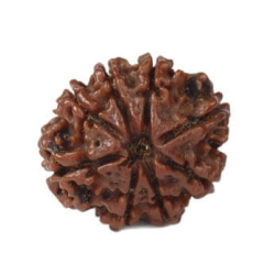 Natural 8 Mukhi Rudraksha