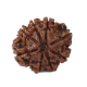 Natural 8 Mukhi Rudraksha