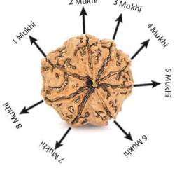 Natural 8 Mukhi Rudraksha