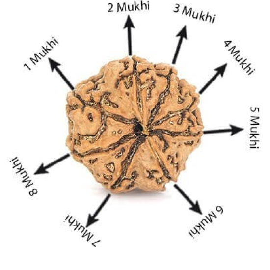 Natural 8 Mukhi Rudraksha