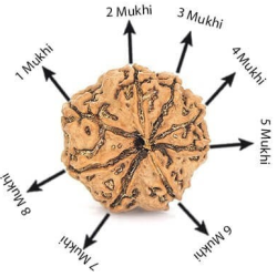 Natural 8 Mukhi Rudraksha