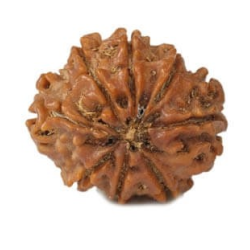 Natural 8 Mukhi Rudraksha
