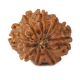 Natural 8 Mukhi Rudraksha
