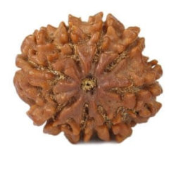 Natural 8 Mukhi Rudraksha