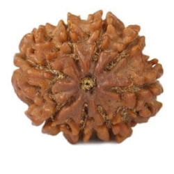 Natural 8 Mukhi Rudraksha