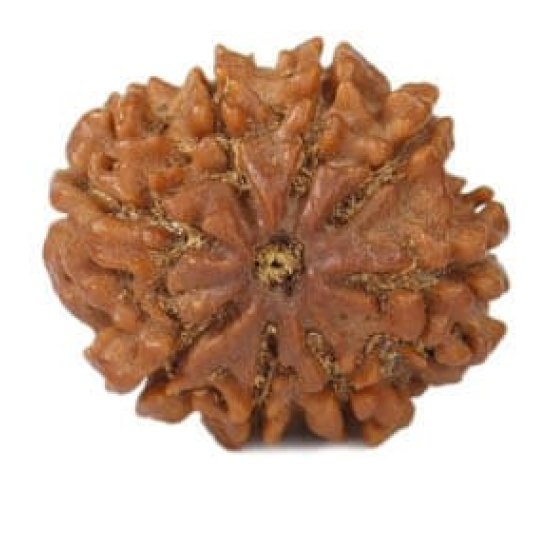 Natural 8 Mukhi Rudraksha