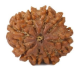 Natural 8 Mukhi Rudraksha