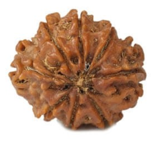 Natural 8 Mukhi Rudraksha