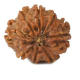 Natural 8 Mukhi Rudraksha
