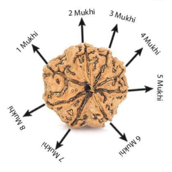 Natural 8 Mukhi Rudraksha