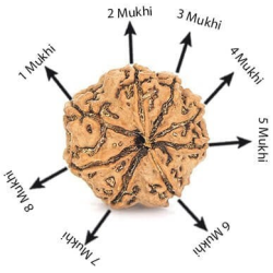 Natural 8 Mukhi Rudraksha
