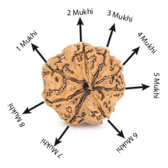 Natural 8 Mukhi Rudraksha