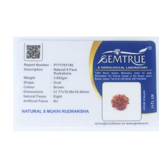 Natural 8 Mukhi Rudraksha