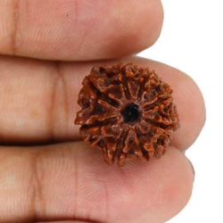 Natural 8 Mukhi Rudraksha