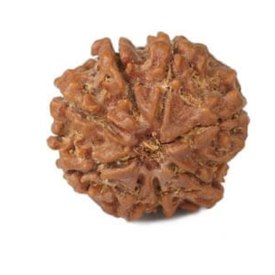 Natural 8 Mukhi Rudraksha