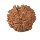 Natural 8 Mukhi Rudraksha