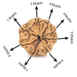 Natural 8 Mukhi Rudraksha