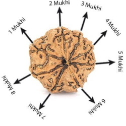 Natural 8 Mukhi Rudraksha