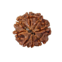Natural 8 Mukhi Rudraksha