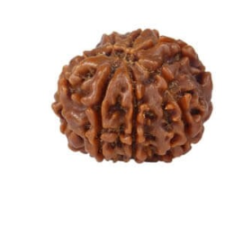 Natural 8 Mukhi Rudraksha