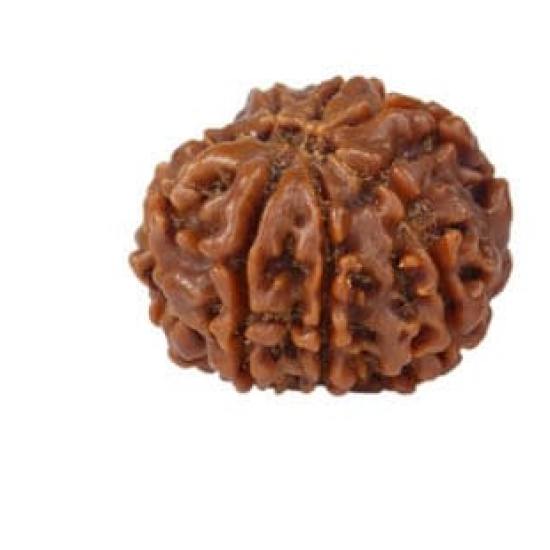 Natural 8 Mukhi Rudraksha