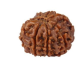 Natural 8 Mukhi Rudraksha