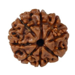 Natural 8 Mukhi Rudraksha