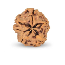 1 Mukhi Under Developed Rudraksha 19 MM