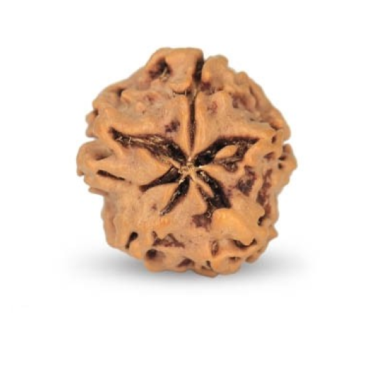 1 Mukhi Under Developed Rudraksha 19 MM