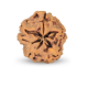 1 Mukhi Under Developed Rudraksha 19 MM