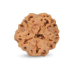 1 Mukhi Under Developed Rudraksha 18 MM