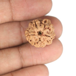 1 Mukhi Under Developed Rudraksha 18 MM