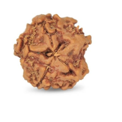 1 Mukhi Under Developed Rudraksha 18 MM