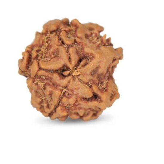 1 Mukhi Under Developed Rudraksha 18 MM
