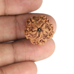 1 Mukhi Under Developed Rudraksha 18 MM