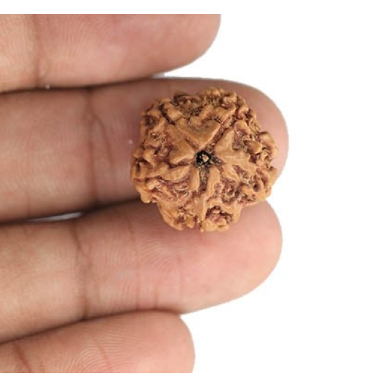 1 Mukhi Under Developed Rudraksha 18 MM