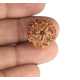 1 Mukhi Under Developed Rudraksha 18 MM