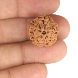 1 Mukhi Under Developed Rudraksha 18 MM