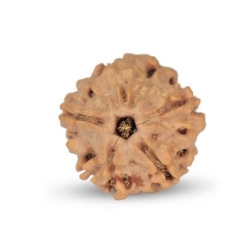 1 Mukhi Under Developed Rudraksha 18 MM