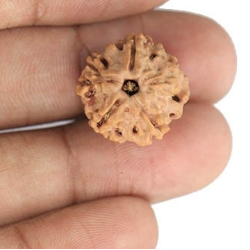1 Mukhi Under Developed Rudraksha 18 MM
