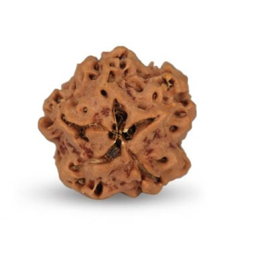 1 Mukhi Under Developed Rudraksha 18 MM