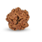 1 Mukhi Under Developed Rudraksha 18 MM