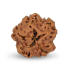 1 Mukhi Under Developed Rudraksha 18 MM